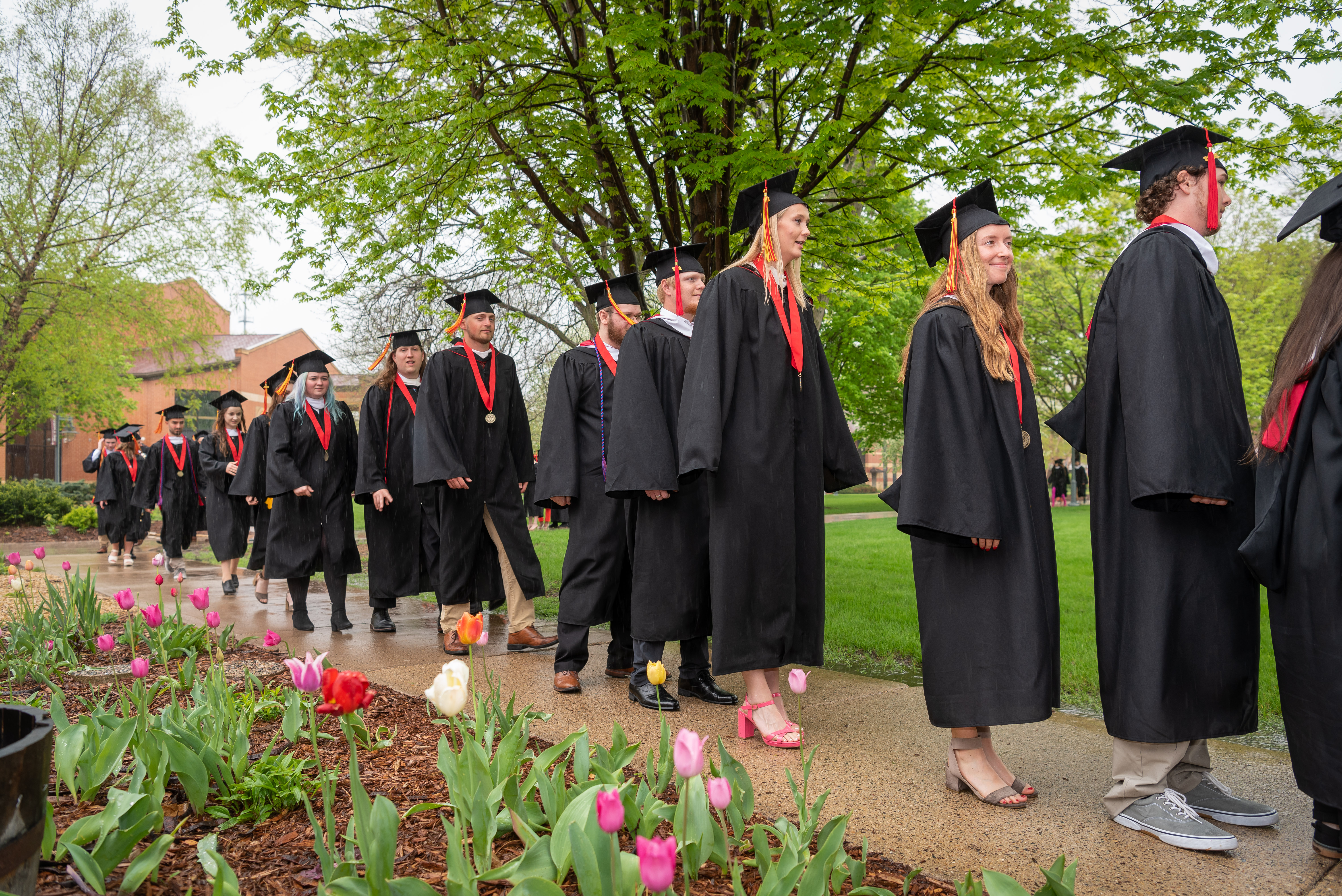 Bethany Lutheran College graduates walk in a line outside, dressed in caps and gowns, passing blooming tulips and green trees on campus.