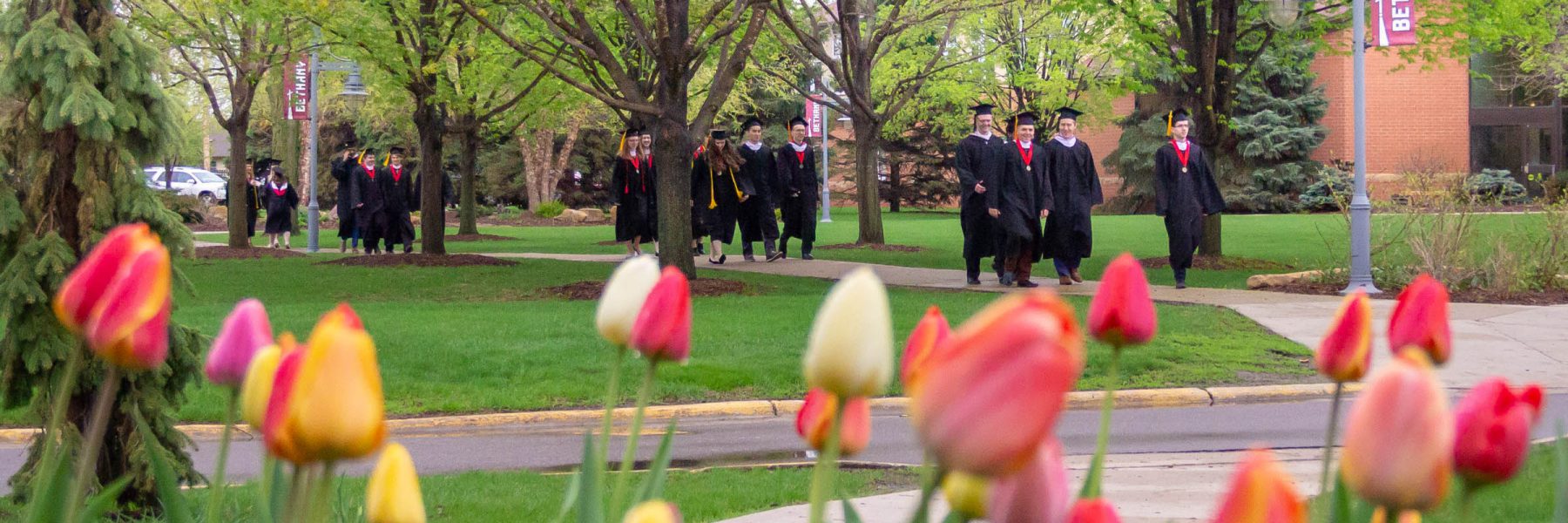 Bethany Lutheran College graduates in caps and gowns walk down a tree-lined path, with blooming tulips in the foreground.