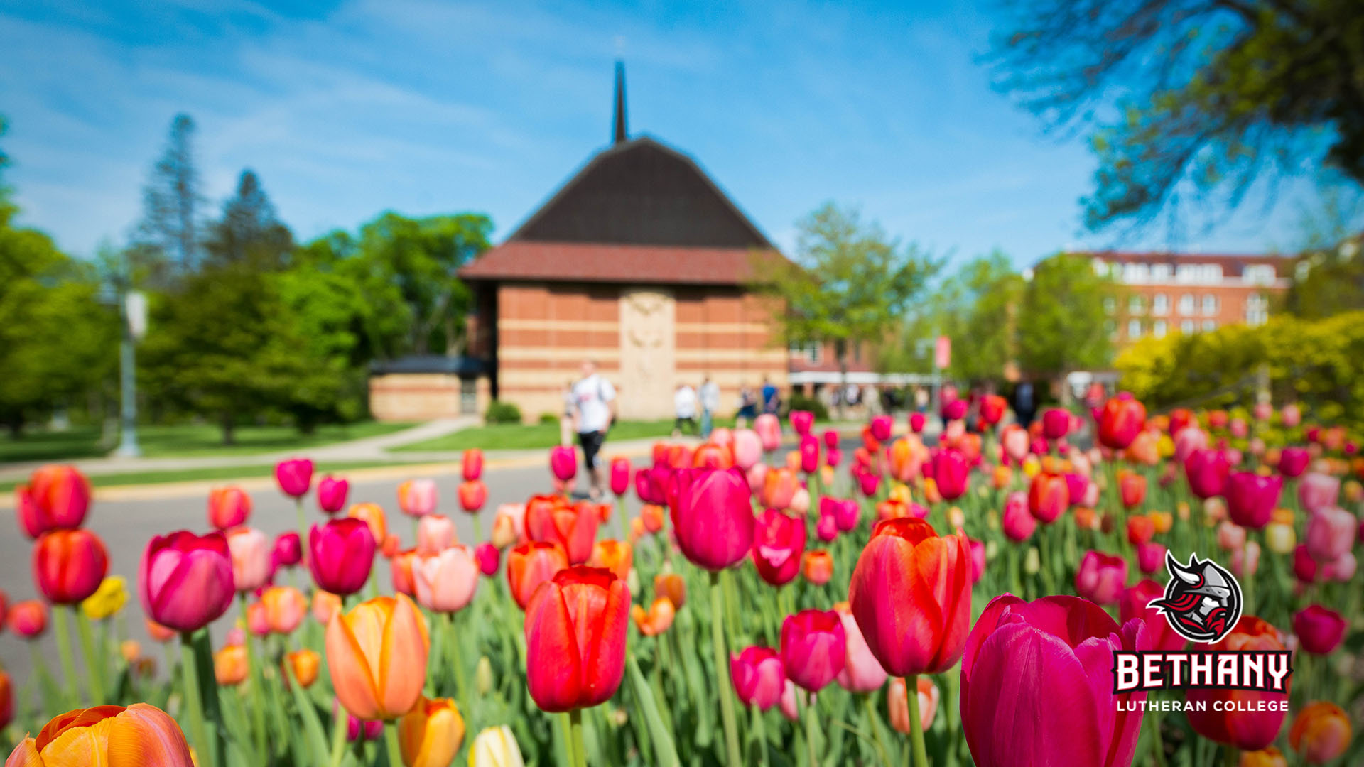 Colorful tulips bloom in front of a brick building at Bethany Lutheran College in Mankato, Minnesota.