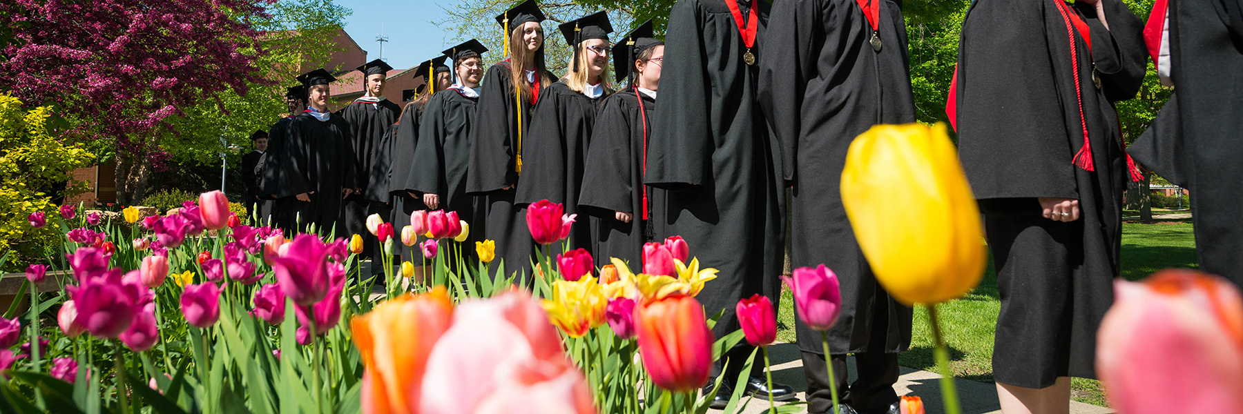 Bethany Lutheran College graduates in caps and gowns walk outdoors beside blooming tulips on a sunny day in Minnesota.