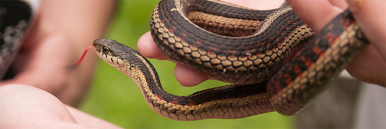 A person in Mankato holds a garter snake with a red tongue visible, displaying its patterned scales and stripes.