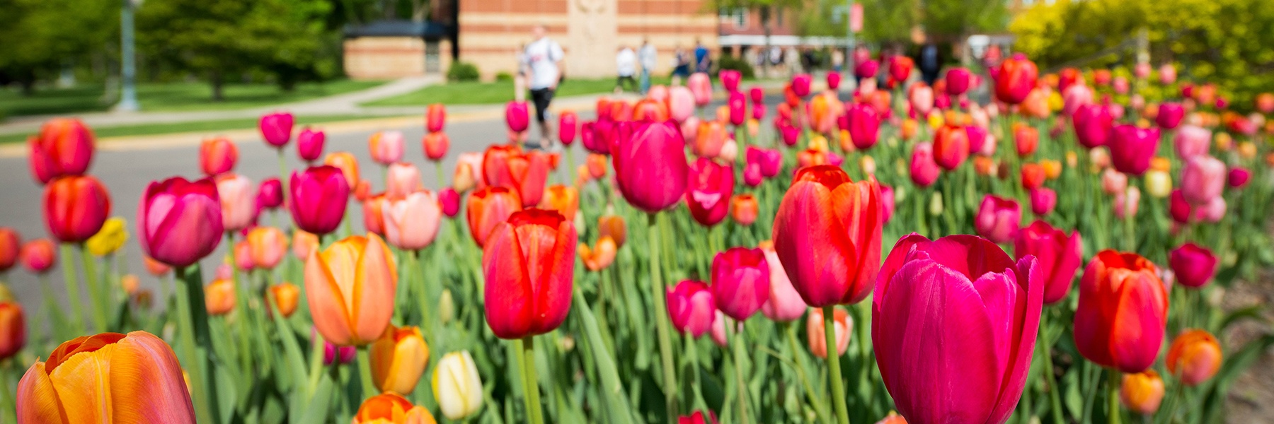 Colorful tulips in full bloom brighten a Mankato campus garden while members of the campus community walk past.